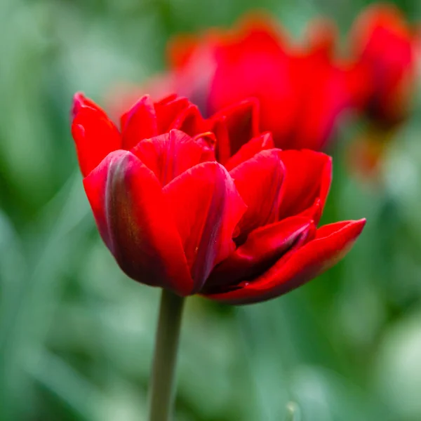 Tulipas Princesa Vermelho Brilhante — Fotografia de Stock