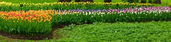 Orange lion tulips on flower bed