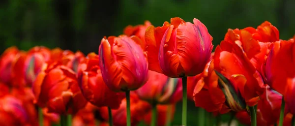 Bright red Parrot tulips on flower bed