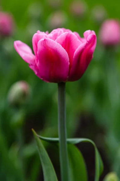 Rosafarbene Tulpen Auf Dem Beet — Stockfoto