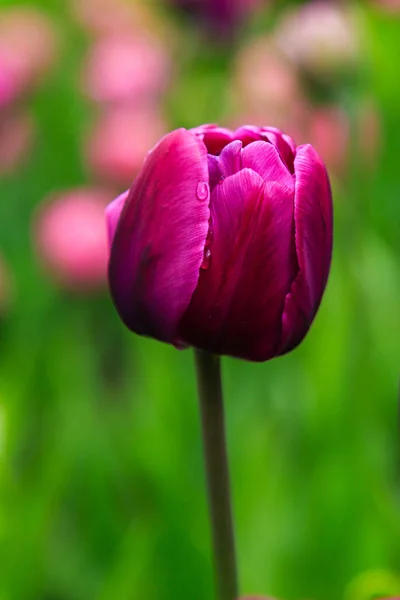 Roxo Duplo Você Tulipa Canteiro Flores — Fotografia de Stock