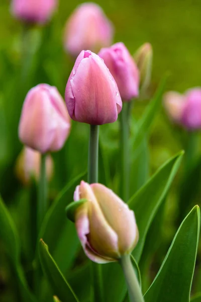 Tulpaner Rosa Alibi Tulpaner Rabatten — Stockfoto