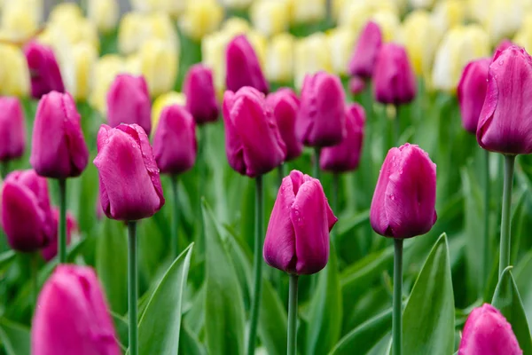 Tulipas Príncipe Roxo Canteiro Flores — Fotografia de Stock