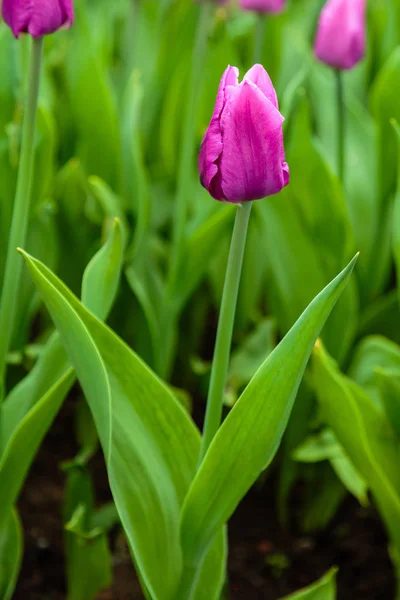 Яскраво Фіолетові Блакитні Красиві Тюльпани Клумбі — стокове фото