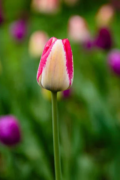 Kuning Terang Dan Merah Muda Del Piero Tulip — Foto Stok Gratis