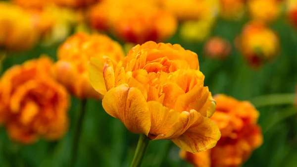 Sol Naranja Amante Tulipanes — Foto de Stock