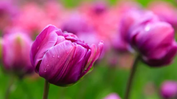 Tulipes Diamant Bleu Violet Sur Lit Fleurs — Photo