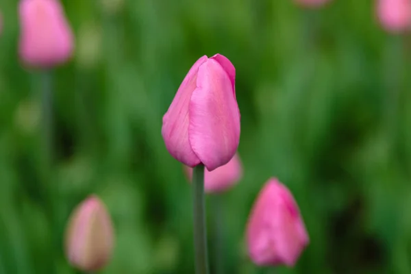 Яскраві Тюльпани Дон Кіхотт Клумбі — стокове фото