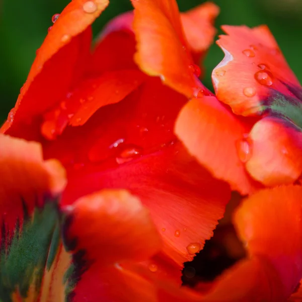 Tulipe Perroquet Rouge Vif Sur Lit Fleurs — Photo