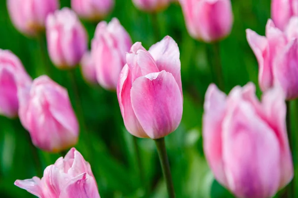 Tender Pink Light Dreamy Tulips Flower Bed — ストック写真