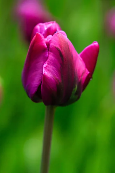 Lila Doppeltulpe Auf Dem Blumenbeet — Stockfoto