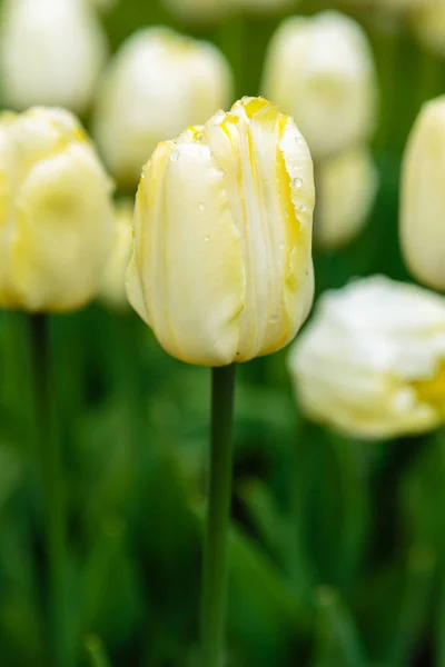 Cream flag tulips on flower bed
