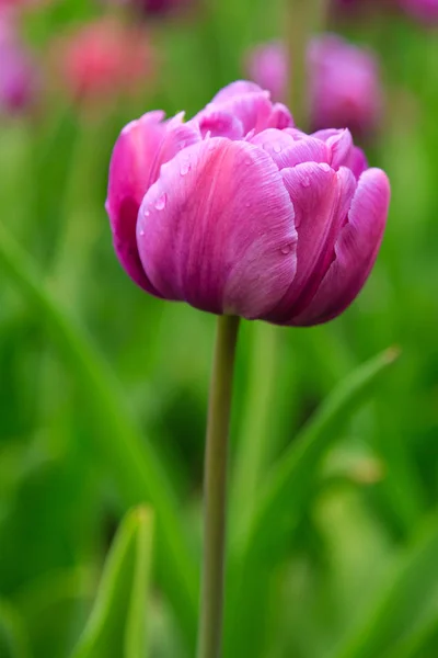 Lila Blaue Diamanttulpe Auf Dem Blumenbeet — Stockfoto