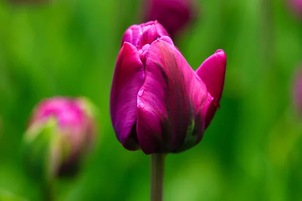 Фиолетовый Двойной Тюльпаны Клумбе — стоковое фото