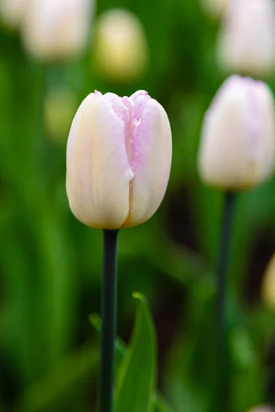 Sweet flag tulips on flower bed.