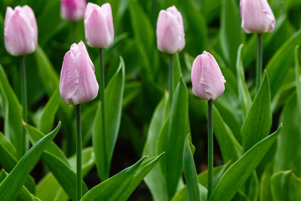 Godis Prins Tulpaner Blomma Säng — Stockfoto