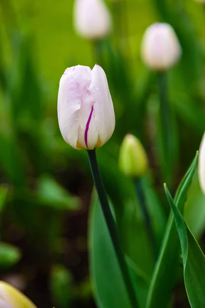 Sweet flag tulips on flower bed.