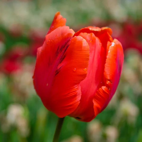 Bright red Parrot tulip on flower bed