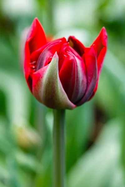 Ярко Красный Тюльпан — стоковое фото