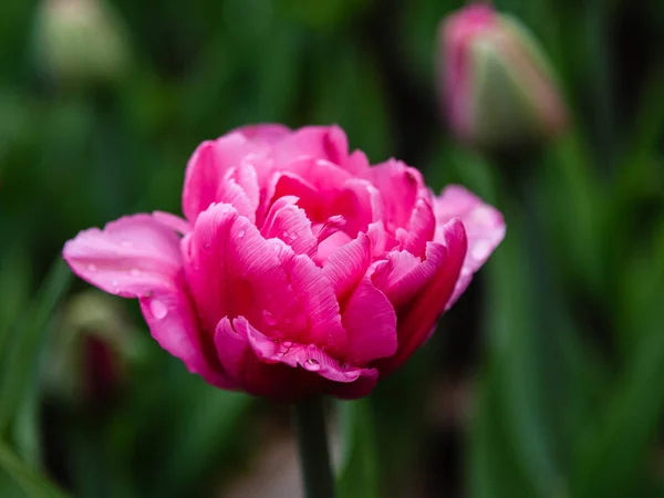 Tulipas Britânicas Rosa Canteiro Flores — Fotografia de Stock