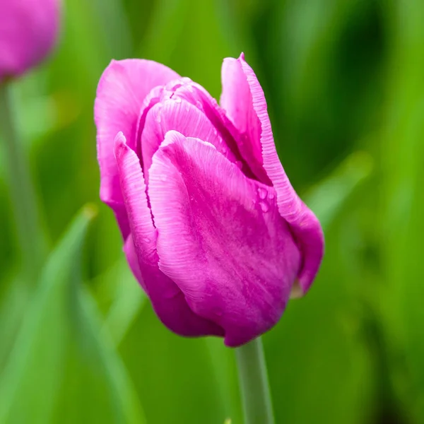 Leuchtend Lila Blaue Schönheit Tulpe Auf Blumenbeet — Stockfoto