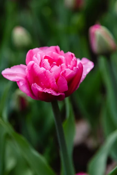 Rosa Britt Tulipanes Lecho Flores — Foto de Stock