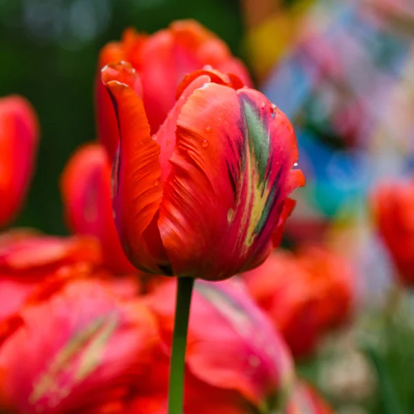 Loro Rojo Brillante Tulipanes Lecho Flores — Foto de Stock