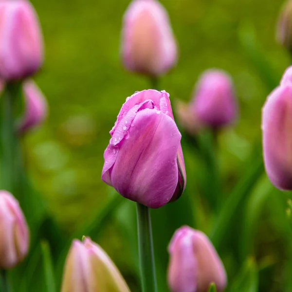 Zartrosa Alibi Tulpen Auf Dem Blumenbeet — Stockfoto