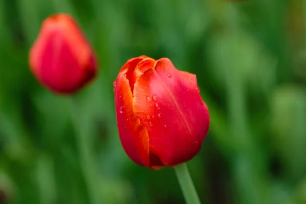 Bright Red Annie Schilder Tulips Flower Bed — Stock Photo, Image