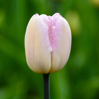 Çiçek tarhında güzel bir lale.