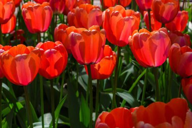 Baharda parlak renkli laleler