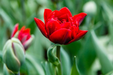 Parlak kırmızı prenses laleleri