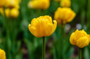 Sarı büyükanne ödüllü laleler
