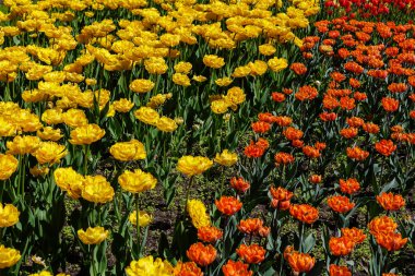 Baharda parlak renkli laleler