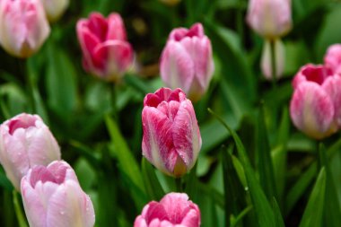 Çiçek tarhında yanan purissima laleleri.