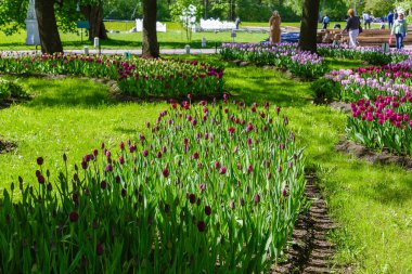 Baharda parlak renkli laleler