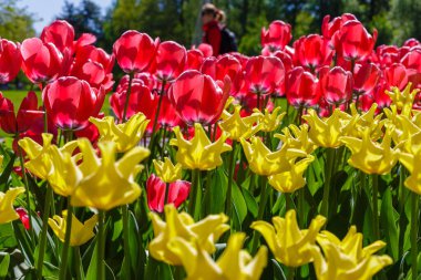Baharda parlak renkli laleler