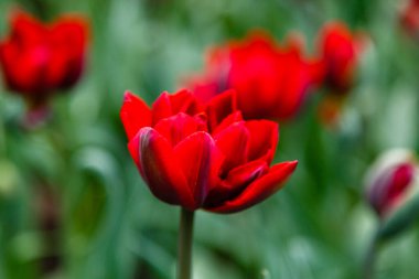 Parlak kırmızı prenses laleleri