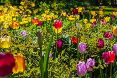 Baharda parlak renkli laleler