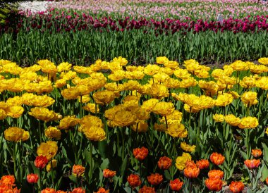 Baharda parlak renkli laleler