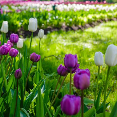 Baharda parlak renkli laleler