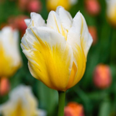 Parlak turuncu Cassini laleleri