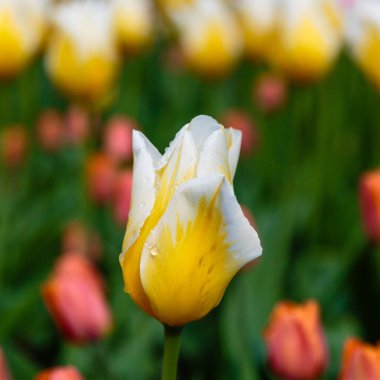 Parlak turuncu Cassini laleleri