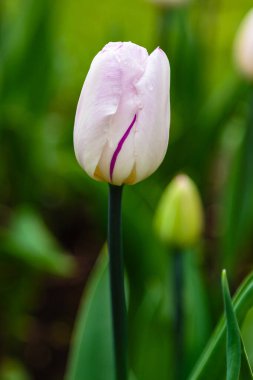 Çiçek tarhında güzel laleler.