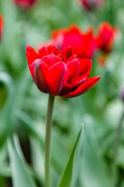 Parlak kırmızı prenses laleleri