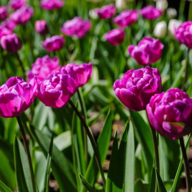 Baharda parlak renkli laleler