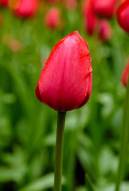 Parlak kırmızı laleler