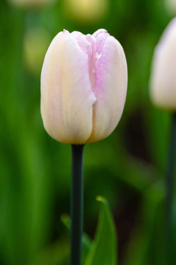 Çiçek tarhında güzel laleler.