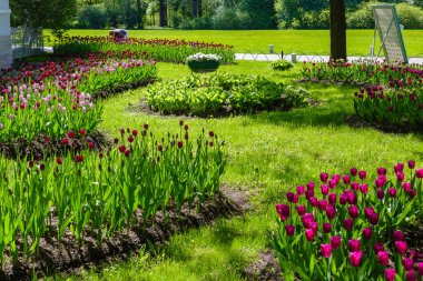 Baharda parlak renkli laleler