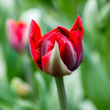 Parlak kırmızı prenses laleleri